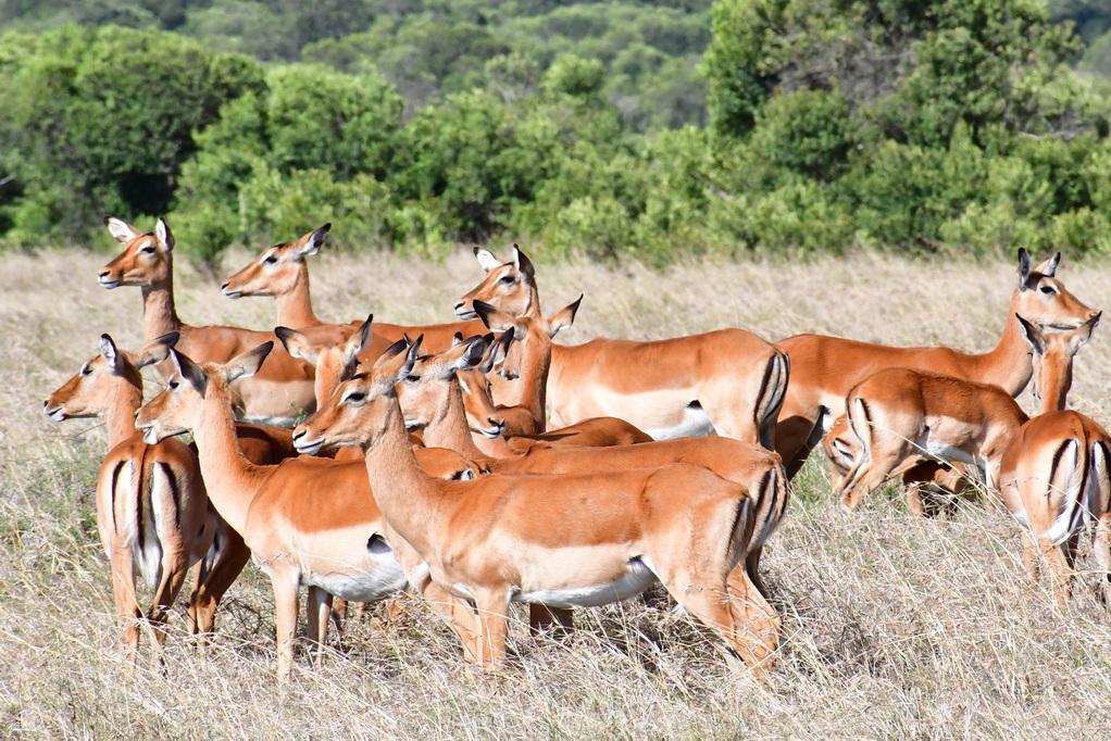 Ol Pejeta Conservacy